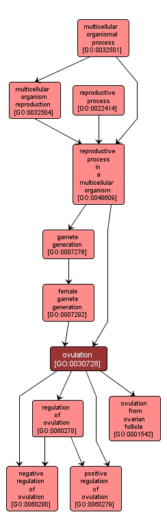 GO:0030728 - ovulation (interactive image map)