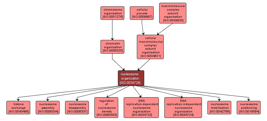 GO:0034728 - nucleosome organization (interactive image map)