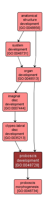 GO:0048728 - proboscis development (interactive image map)