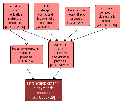 GO:0006729 - tetrahydrobiopterin biosynthetic process (interactive image map)