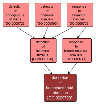GO:0009729 - detection of brassinosteroid stimulus (interactive image map)