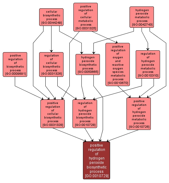 GO:0010729 - positive regulation of hydrogen peroxide biosynthetic process (interactive image map)