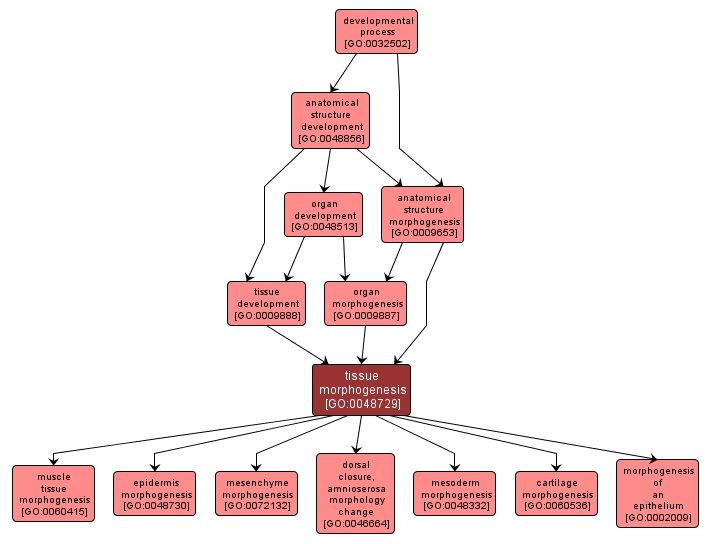 GO:0048729 - tissue morphogenesis (interactive image map)