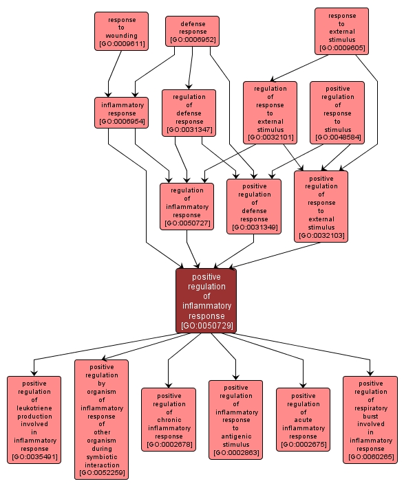 GO:0050729 - positive regulation of inflammatory response (interactive image map)