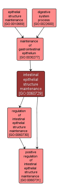 GO:0060729 - intestinal epithelial structure maintenance (interactive image map)
