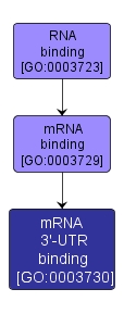 GO:0003730 - mRNA 3'-UTR binding (interactive image map)
