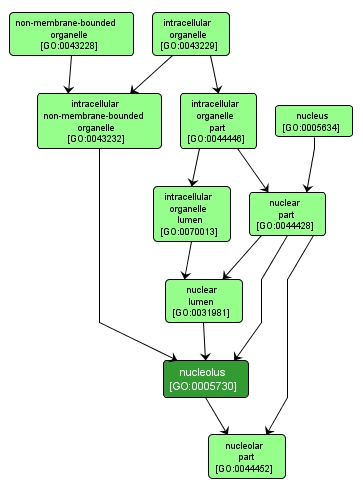 GO:0005730 - nucleolus (interactive image map)