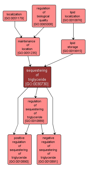 GO:0030730 - sequestering of triglyceride (interactive image map)