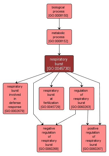 GO:0045730 - respiratory burst (interactive image map)