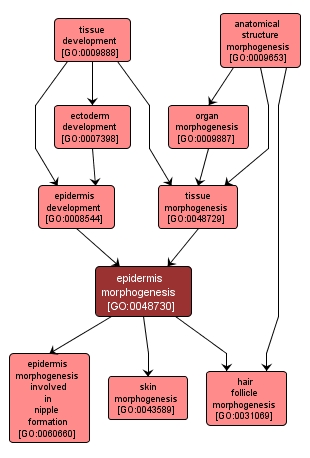 GO:0048730 - epidermis morphogenesis (interactive image map)