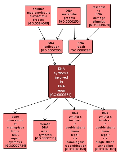 GO:0000731 - DNA synthesis involved in DNA repair (interactive image map)