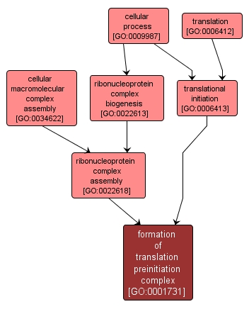 GO:0001731 - formation of translation preinitiation complex (interactive image map)