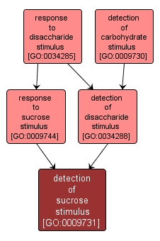 GO:0009731 - detection of sucrose stimulus (interactive image map)