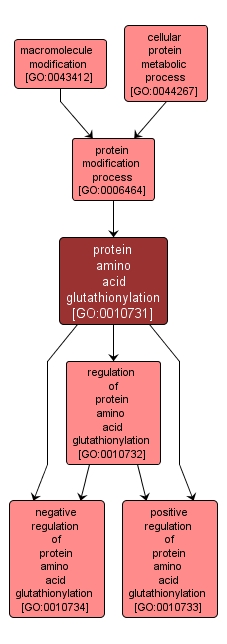 GO:0010731 - protein amino acid glutathionylation (interactive image map)