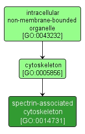 GO:0014731 - spectrin-associated cytoskeleton (interactive image map)