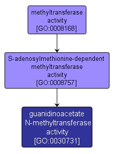 GO:0030731 - guanidinoacetate N-methyltransferase activity (interactive image map)