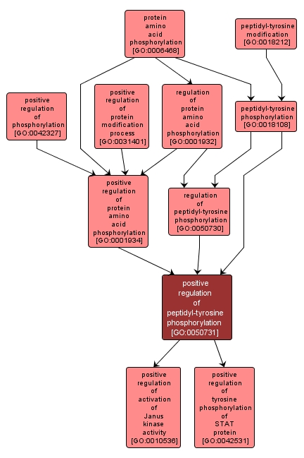 GO:0050731 - positive regulation of peptidyl-tyrosine phosphorylation (interactive image map)