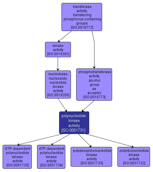 GO:0051731 - polynucleotide kinase activity (interactive image map)