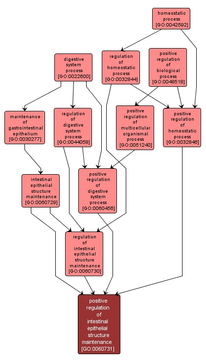 GO:0060731 - positive regulation of intestinal epithelial structure maintenance (interactive image map)