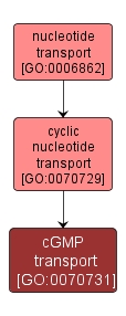 GO:0070731 - cGMP transport (interactive image map)