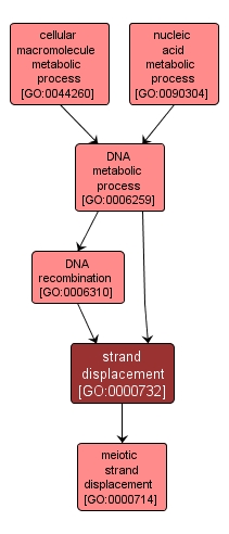 GO:0000732 - strand displacement (interactive image map)