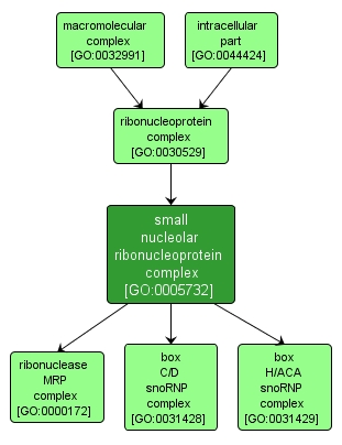 GO:0005732 - small nucleolar ribonucleoprotein complex (interactive image map)