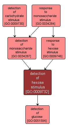 GO:0009732 - detection of hexose stimulus (interactive image map)