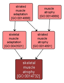 GO:0014732 - skeletal muscle atrophy (interactive image map)