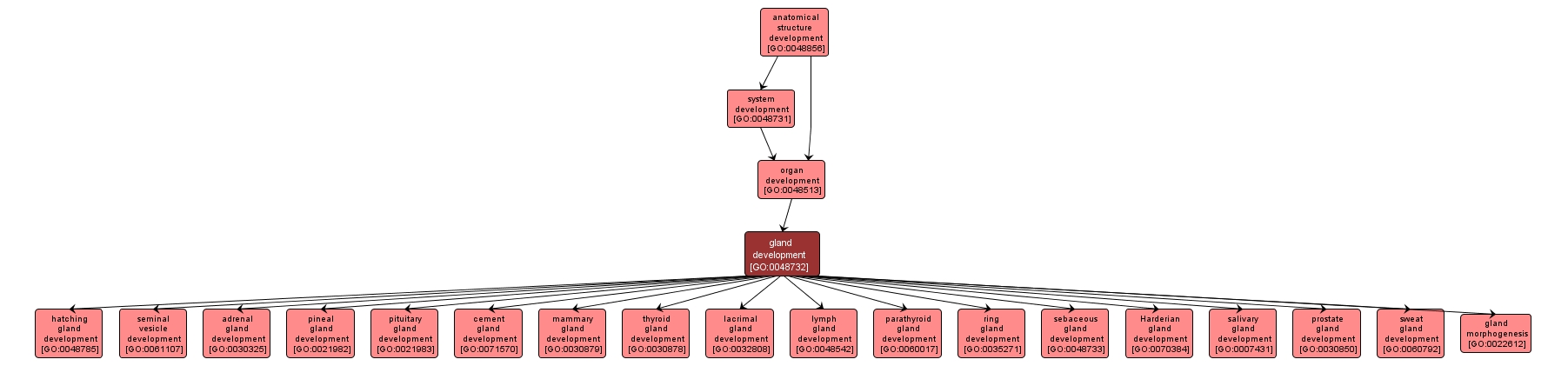 GO:0048732 - gland development (interactive image map)