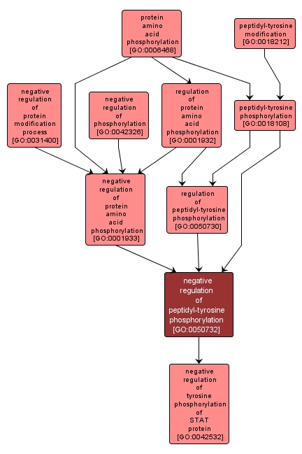 GO:0050732 - negative regulation of peptidyl-tyrosine phosphorylation (interactive image map)