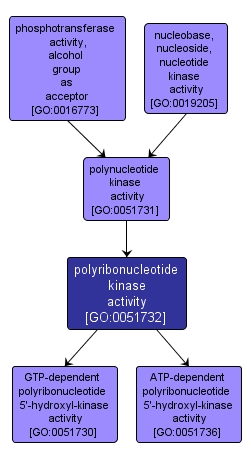 GO:0051732 - polyribonucleotide kinase activity (interactive image map)