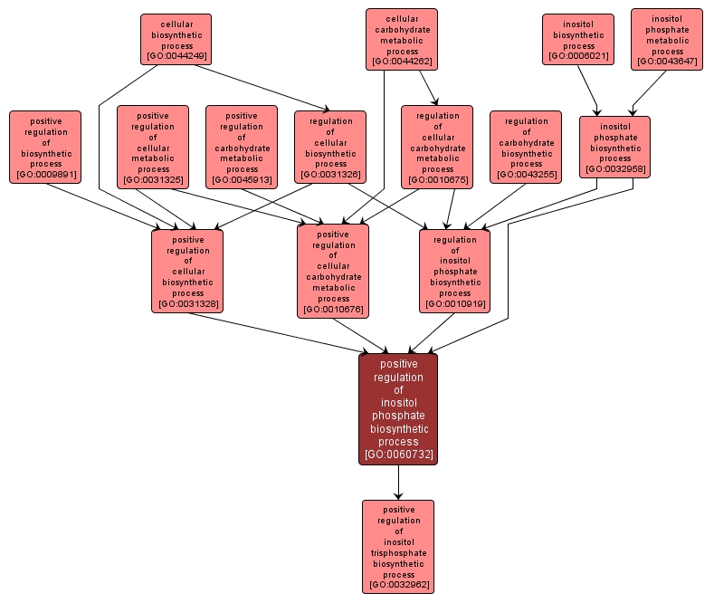 GO:0060732 - positive regulation of inositol phosphate biosynthetic process (interactive image map)