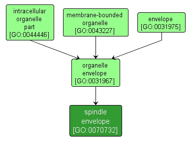 GO:0070732 - spindle envelope (interactive image map)