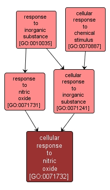 GO:0071732 - cellular response to nitric oxide (interactive image map)