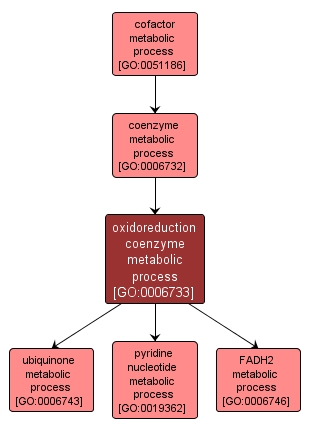 GO:0006733 - oxidoreduction coenzyme metabolic process (interactive image map)
