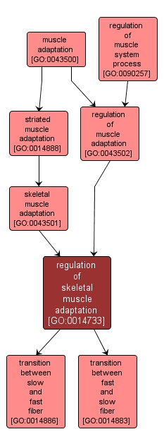 GO:0014733 - regulation of skeletal muscle adaptation (interactive image map)