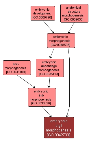 GO:0042733 - embryonic digit morphogenesis (interactive image map)