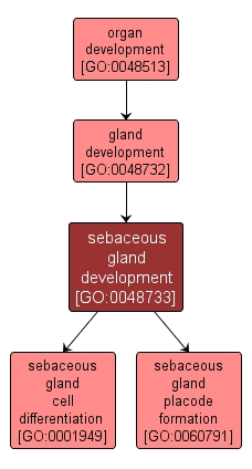 GO:0048733 - sebaceous gland development (interactive image map)