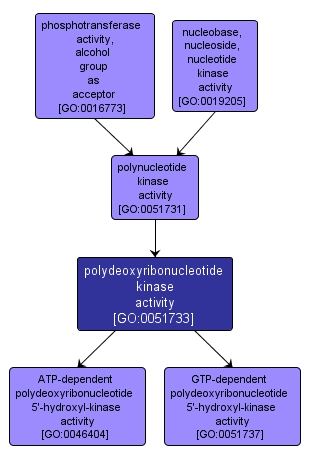GO:0051733 - polydeoxyribonucleotide kinase activity (interactive image map)