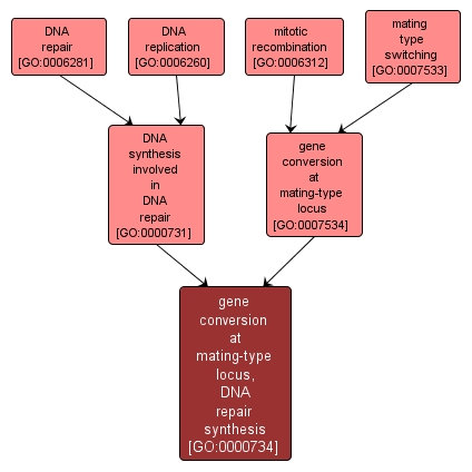 GO:0000734 - gene conversion at mating-type locus, DNA repair synthesis (interactive image map)