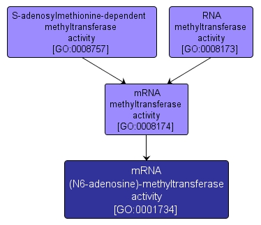 GO:0001734 - mRNA (N6-adenosine)-methyltransferase activity (interactive image map)