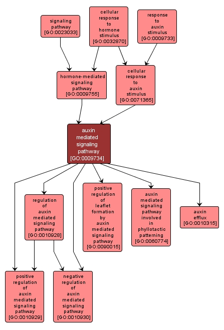 GO:0009734 - auxin mediated signaling pathway (interactive image map)