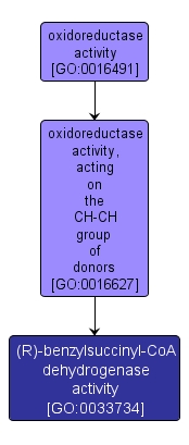 GO:0033734 - (R)-benzylsuccinyl-CoA dehydrogenase activity (interactive image map)