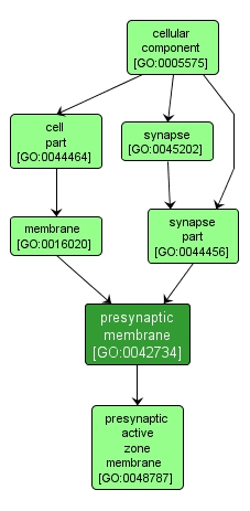 GO:0042734 - presynaptic membrane (interactive image map)