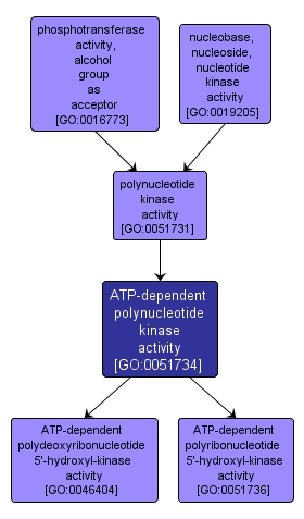GO:0051734 - ATP-dependent polynucleotide kinase activity (interactive image map)