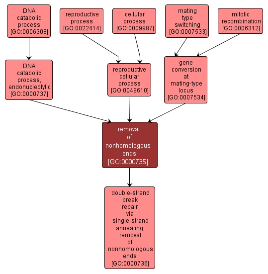 GO:0000735 - removal of nonhomologous ends (interactive image map)