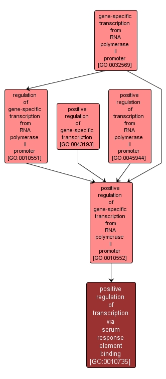 GO:0010735 - positive regulation of transcription via serum response element binding (interactive image map)