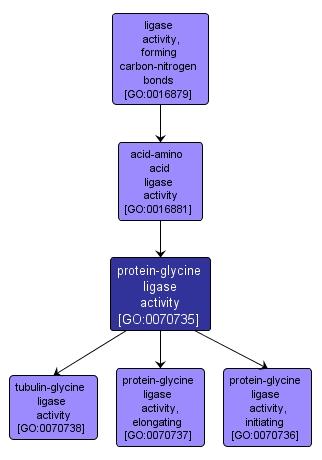 GO:0070735 - protein-glycine ligase activity (interactive image map)