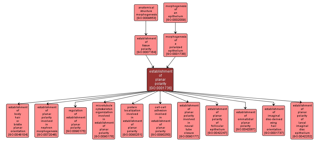 GO:0001736 - establishment of planar polarity (interactive image map)