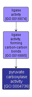 GO:0004736 - pyruvate carboxylase activity (interactive image map)